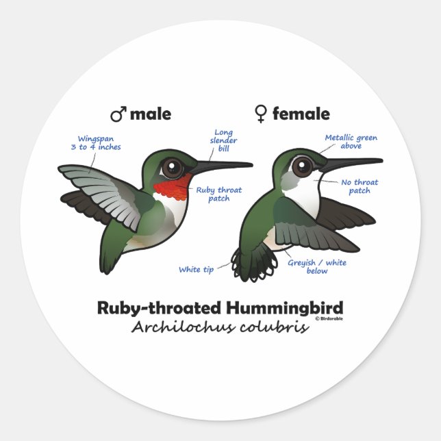 Sticker Rond Statistiques sur les colibris à gorge rubis (Devant)
