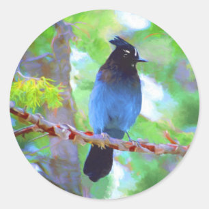 Sticker Rond Steller's Jay Painting - Art original pour oiseaux