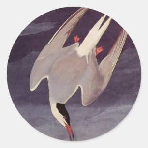 Sticker Rond Sterne arctique par John James Audubon, Oiseaux Vi