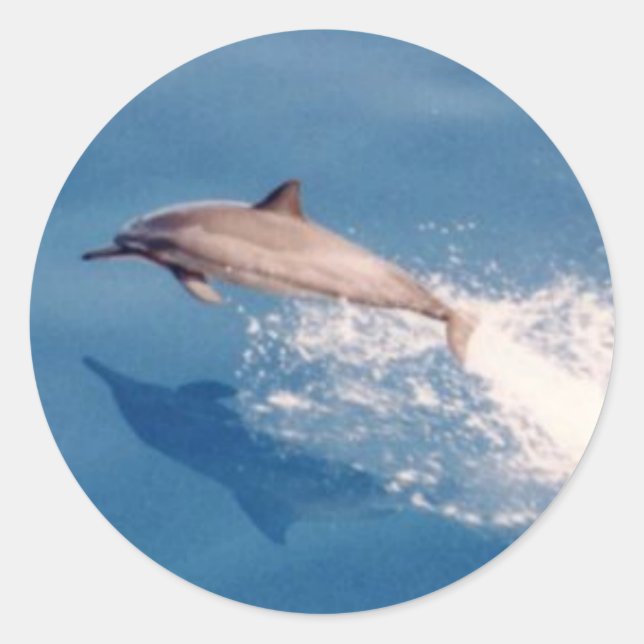Sticker Rond Sticker-Dolphin Sumping (Devant)