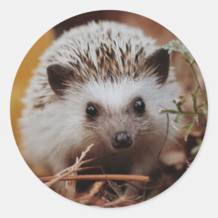 Sticker Rond Sticker/Sceau de couverture de chute