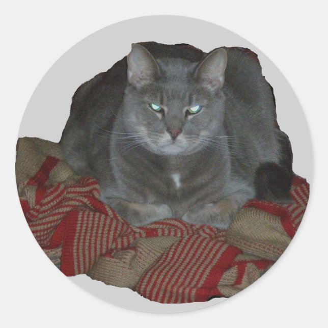 Sticker Rond Sticule de chat gris bouddah (Devant)