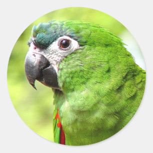 Sticker Rond Sticule de perroquet vert 2