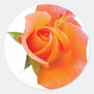 Sticker Rond Stikers Roses orange