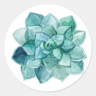 Sticker Rond Succulent dans l'aquarelle