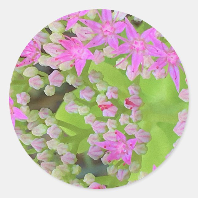 Sticker Rond Succulent rose chaud avec Feuilles vert chair (Devant)