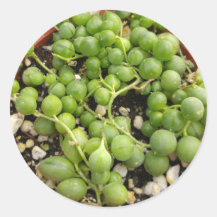 Sticker Rond Succulente chaîne de perles