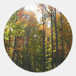 Sticker Rond Sunlit Fall Forest Paysage d'automne