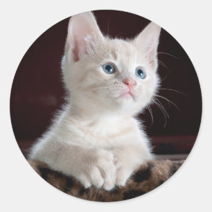 Sticker Rond Super mignon Kitten blanc