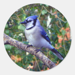 Sticker Rond Superbe Jay Bleu