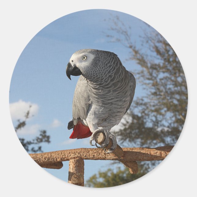 Sticker Rond Superbe perroquet gris africain (Devant)
