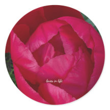 Superbe Pivoine Rouge en Fleur 