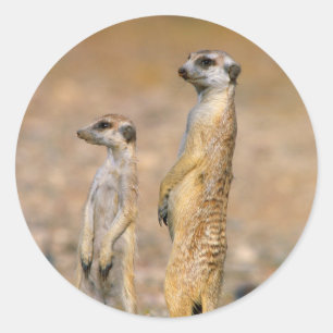 Sticker Rond Suricates (Suricata Suricatta) Sentinelles, Karas
