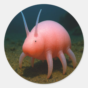 Sticker Rond Surprise du porc marin