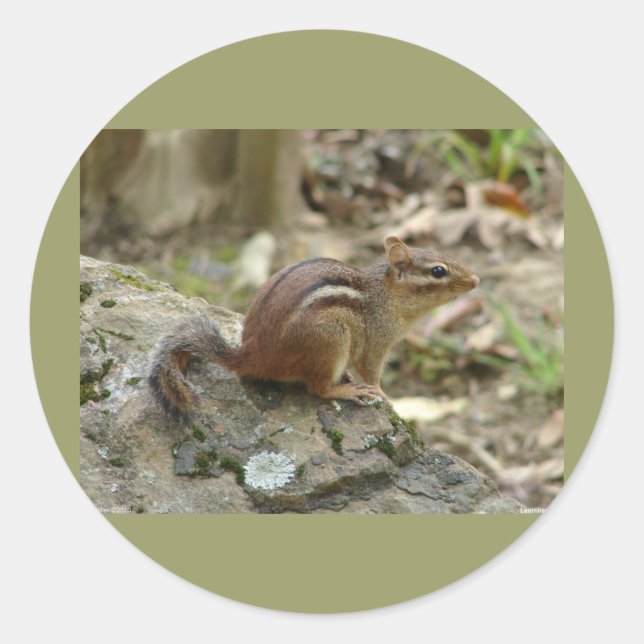 Sticker Rond Sweet Chipmunk Hot Springs National Park Cadfts (Devant)