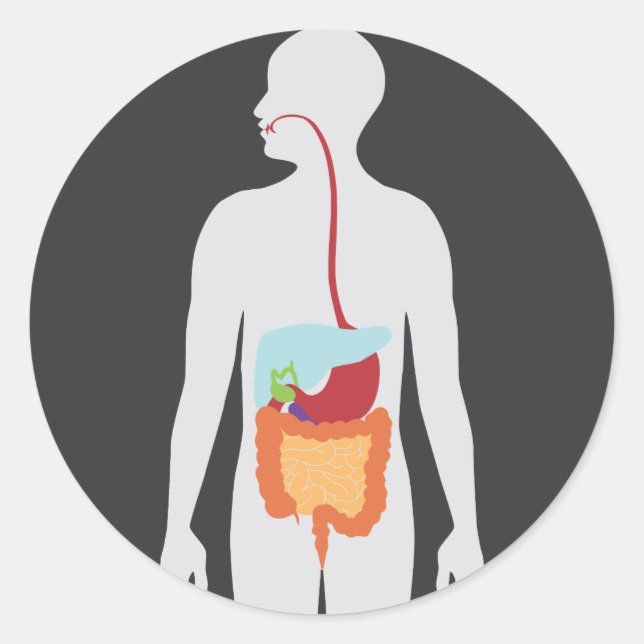 Sticker Rond Système digestif (Devant)