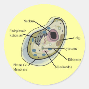 Sticker Rond T-shirts de biologie de cellule humaine