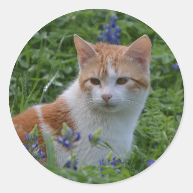 Sticker Rond Tabby orange et blanc (Devant)