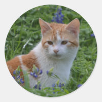 Tabby orange et blanc