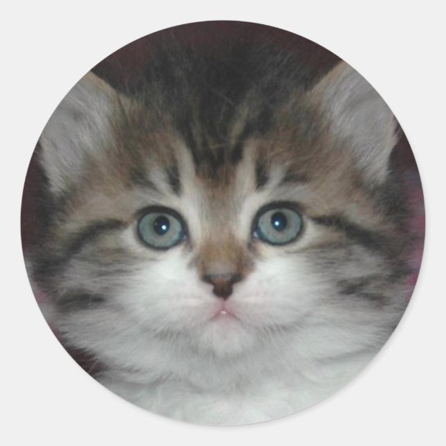 Sticker Rond Tabby Sibérien/Kitten Blanc (Devant)