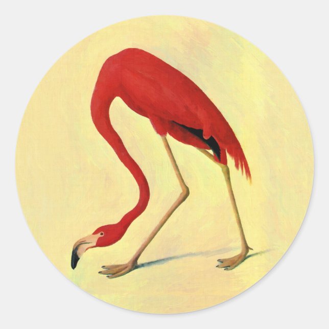 Sticker Rond Tableau Flamant rose américain Audubon (Devant)