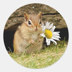 Sticker Rond Tamia adorable de bébé avec la marguerite