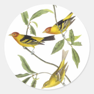 Sticker Rond Tanager occidental - John James Audubon
