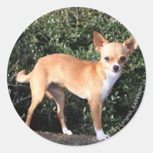 Sticker Rond Teacup Chihuahua