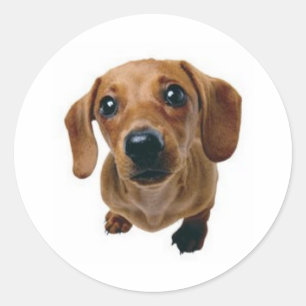Sticker Rond Teckel Brown