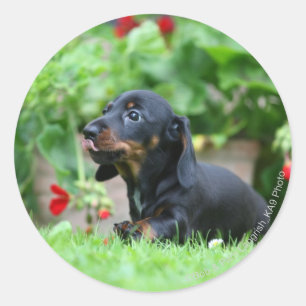 Sticker Rond teckel miniature Lisse-haired 1