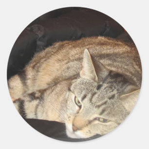 Sticker Rond Temps De Lutte Pour Indigo