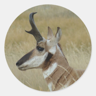 Sticker Rond Tête de pronghorn profil vue de côté