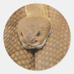 Sticker Rond Tête de serpent à sonnette