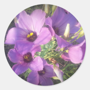 Sticker Rond Texas Bluebells