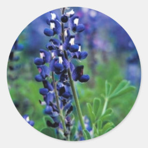 Sticker Rond Texas Bluebonnet