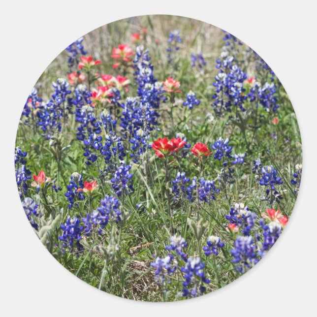 Sticker Rond Texas Bluebonnets & Fleurs sauvages indiens (Devant)