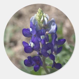 Sticker Rond Texas Bluebonnets série photo #9