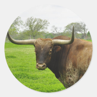 Sticker Rond Texas Burn Orange Longhorn Steer