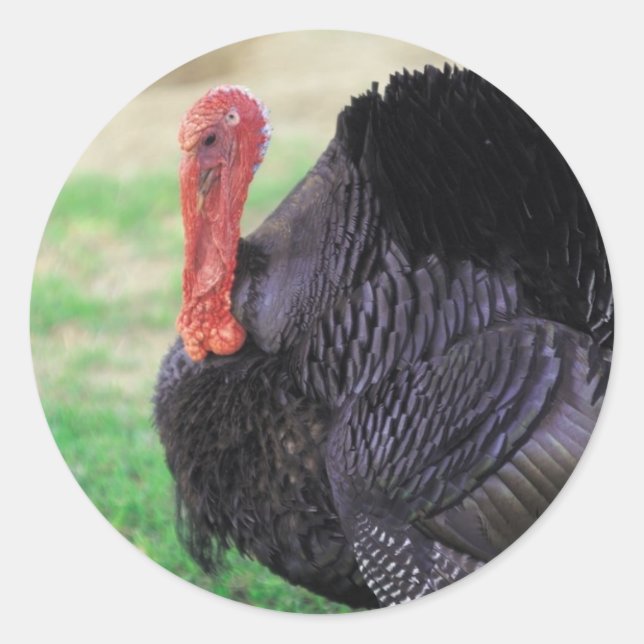Sticker Rond Thanksgiving Turkey Bird (Devant)