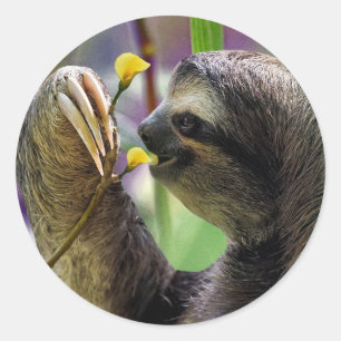 Sticker Rond Three-Toed Tree Sloth