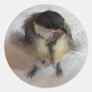 Sticker Rond Tidi my Bird le Parus Major