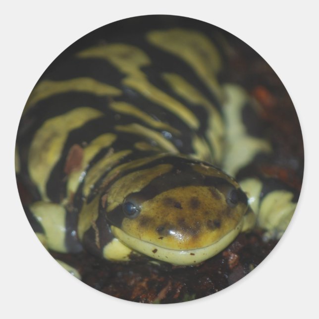 Sticker Rond tiger salamander (Devant)