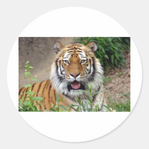 Sticker Rond Tiger Smile