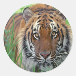 Sticker Rond Tigre