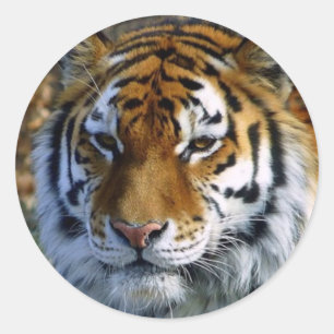 Sticker Rond Tigre