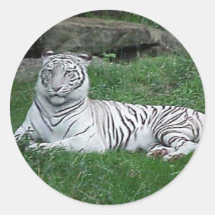 Sticker Rond Tigre blanc du Bengale