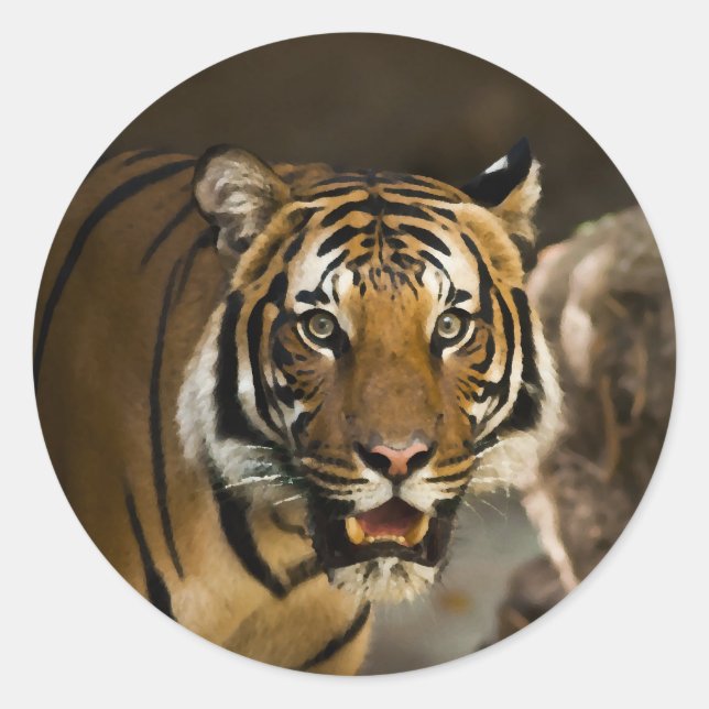 Sticker Rond Tigre de Sibérie (Devant)