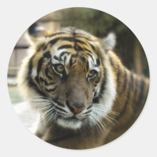 Sticker Rond Tigre du Bengale