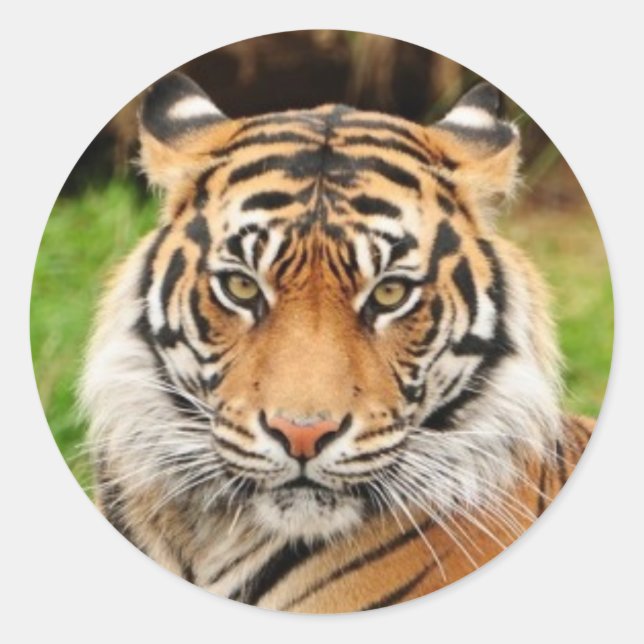 Sticker Rond Tigre du Bengale (Devant)