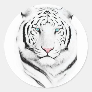 Sticker Rond Tigres blancs de Sibérie